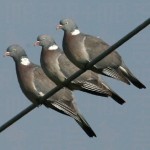 3 (out of 5) Pigeons.