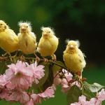 4 (out of 5) Canaries.