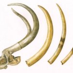 4.75 (out of 5) Tusks.