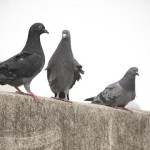 2.5 (out of 5) Pigeons.
