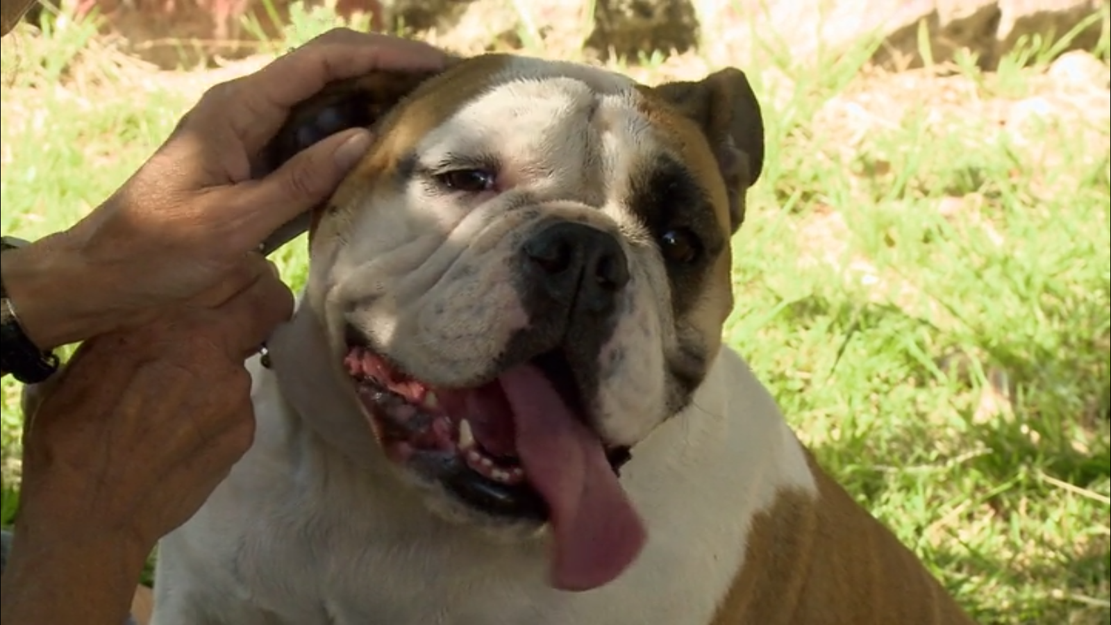 Although, to be fair, female-dog Eric Roberts is adorable.