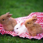 2.5 (out of 5) Bunnies.